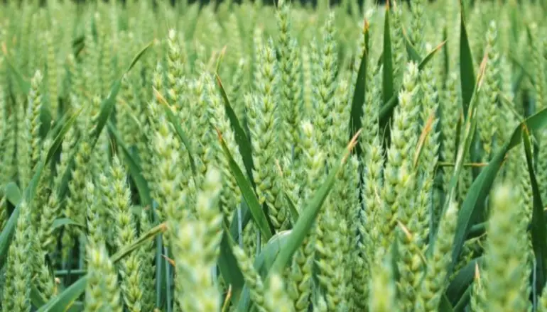 ¿Cuál es el presente del sector agropecuario?