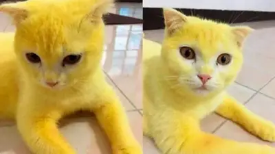 Gato amarillo Gato amarillo