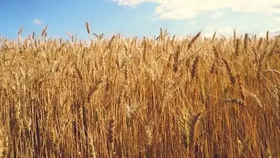 El 37,3% de los latinoamericanos sufren inseguridad alimentaria, según la FAO El 37,3% de los latinoamericanos sufren inseguridad alimentaria, según la FAO