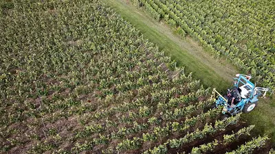 Francia prevé que la producción de vino, afectada por el clima, caiga a su mínimo histórico Francia prevé que la producción de vino, afectada por el clima, caiga a su mínimo histórico