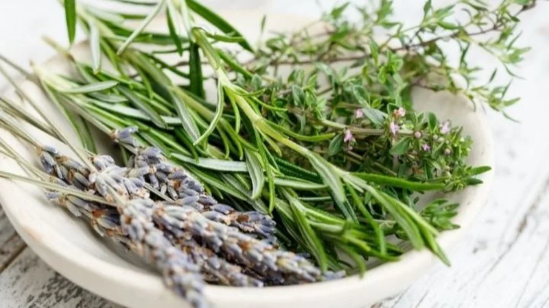 plantas medicinales
