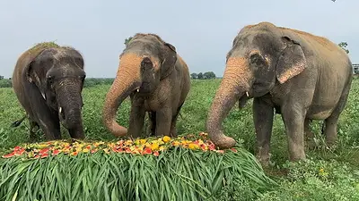 Día Mundial del Elefante: ¿por qué se festeja? Día Mundial del Elefante: ¿por qué se festeja?
