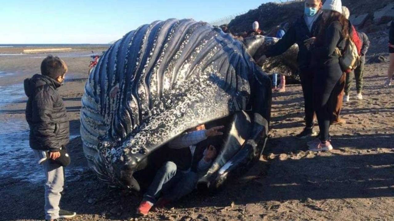 Encontraron una ballena muerta en Chubut: por qué piden no acercarse 