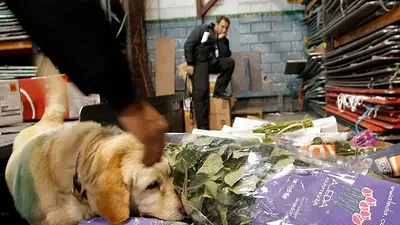 Incautan cargamento récord de 9 toneladas de cocaína con destino a México y EEUU Incautan cargamento récord de 9 toneladas de cocaína con destino a México y EEUU
