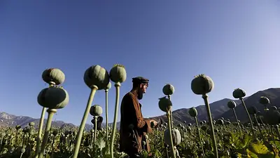 Ganancias y opio: el comercio ilegal de drogas en Afganistán es una ventaja para los talibanes Ganancias y opio: el comercio ilegal de drogas en Afganistán es una ventaja para los talibanes