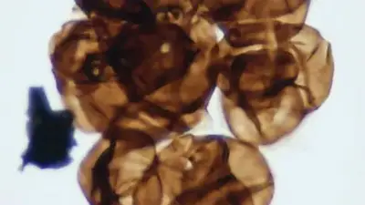 El origen de las plantas, cuál es el origen de las plantas El origen de las plantas, cuál es el origen de las plantas