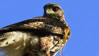 La Plata, gavilanes, animales La Plata, gavilanes, animales