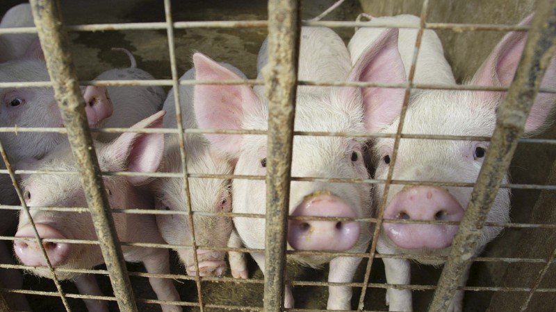 China comprará más carne de cerdo como reserva para mantener los precios