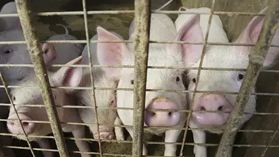 China comprará más carne de cerdo como reserva para mantener los precios China comprará más carne de cerdo como reserva para mantener los precios