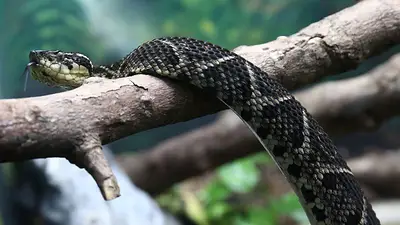 Descubren que el veneno de una víbora brasileña podría ayudar a combatir el coronavirus Descubren que el veneno de una víbora brasileña podría ayudar a combatir el coronavirus