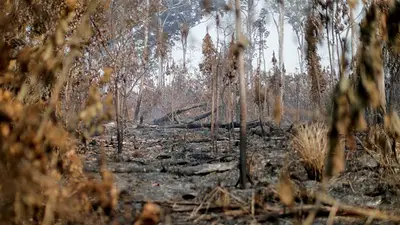 Incendios en el Amazonas aumentan nuevamente por focos en bosques talados Incendios en el Amazonas aumentan nuevamente por focos en bosques talados