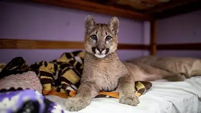 Por primera vez, un fallo reconoció a la puma Lola Limón como "sujeto de derechos" Por primera vez, un fallo reconoció a la puma Lola Limón como "sujeto de derechos"