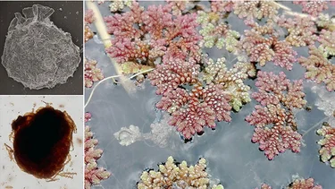 Descubren restos de plantas acuáticas que habitaron la Patagonia hace 70 millones de años