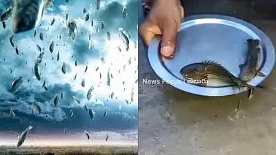 Lluvia de peces en India Lluvia de peces en India