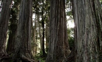 Encuentro nacional con productoras de bosques nativos en Formosa | El destape formosa