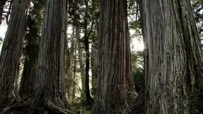 Un empresario de Chubut destruyó un bosque nativo para construir una pista de esquí Un empresario de Chubut destruyó un bosque nativo para construir una pista de esquí