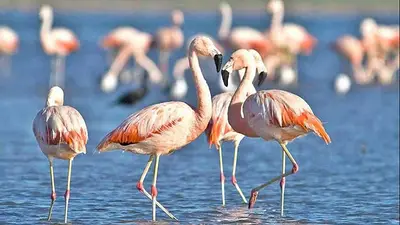 El nuevo Parque Nacional Ansenuza abrió sus puertas: cómo visitarlo El nuevo Parque Nacional Ansenuza abrió sus puertas: cómo visitarlo