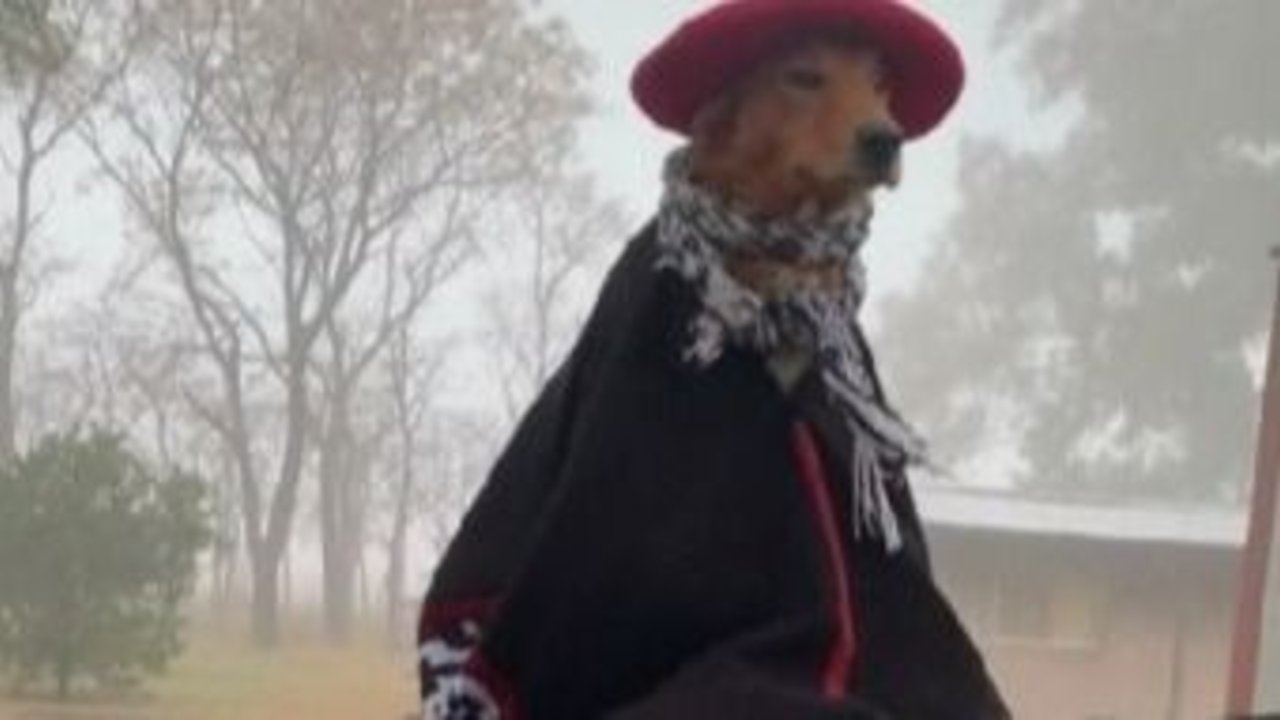 Videos virales en redes sociales. Perros graciosos. Preguntale, el perro gaucho que es tendencia.