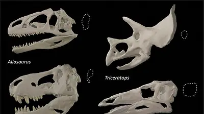 Cambios en la cuenca ocular aumentaron la fuerza de la mordida del T-Rex y sus amigos Cambios en la cuenca ocular aumentaron la fuerza de la mordida del T-Rex y sus amigos