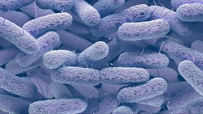 Las infecciones bacterianas son la segunda causa de muerte en el mundo Las infecciones bacterianas son la segunda causa de muerte en el mundo