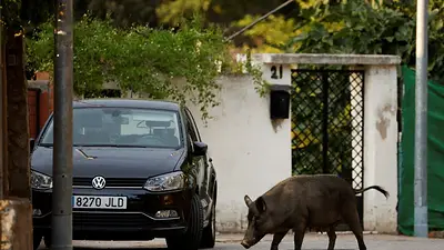 "Como si fuesen gatos": ciudades españolas intentan frenar las invasiones de jabalíes "Como si fuesen gatos": ciudades españolas intentan frenar las invasiones de jabalíes