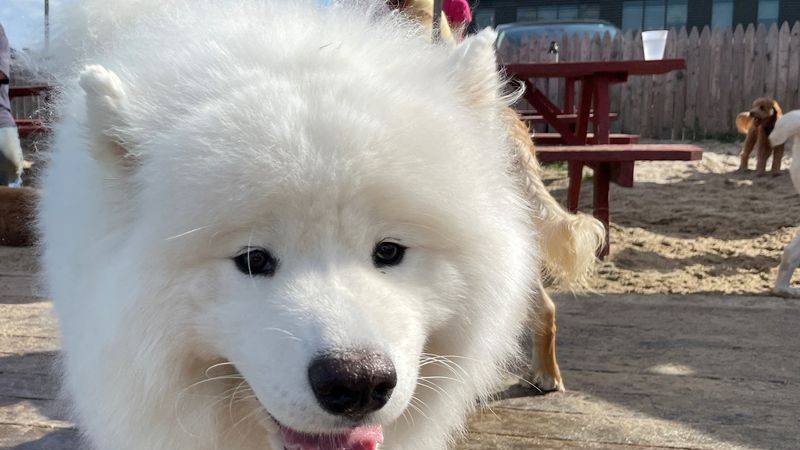 perro, caninos, mascotas