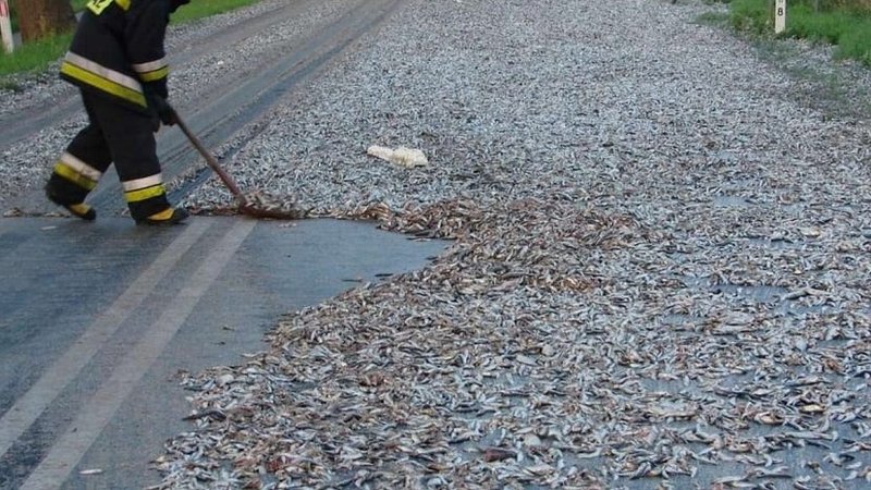Lluvia de peces: por qué sucedió y como se explica el fenómeno natural
