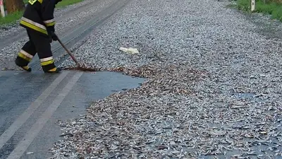 Lluvia de peces: por qué sucedió y como se explica el fenómeno natural Lluvia de peces: por qué sucedió y como se explica el fenómeno natural
