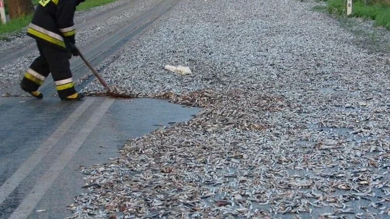 Lluvia de peces: por qué sucedió y como se explica el fenómeno natural