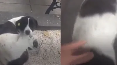 Buscó a su perro y lo encontró después de tres años. Videos virales de perros en redes sociales. Buscó a su perro y lo encontró después de tres años. Videos virales de perros en redes sociales.