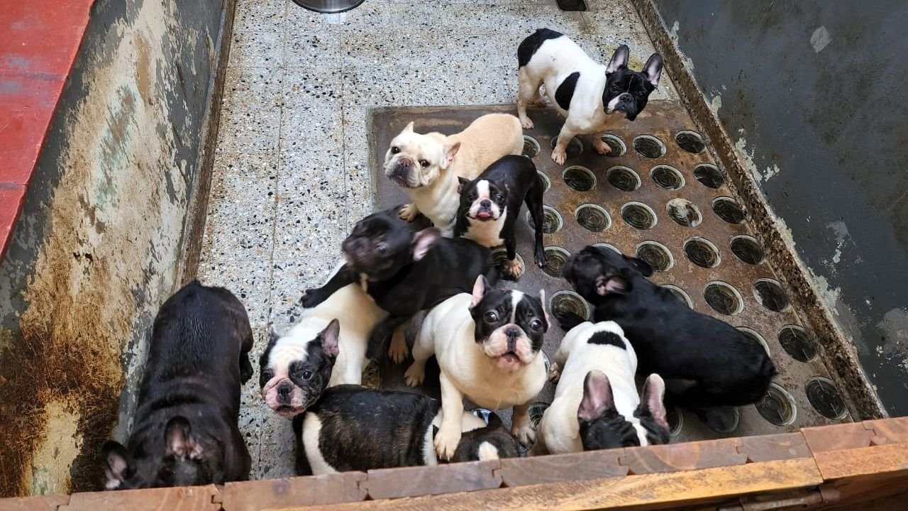 Allanaron un criadero clandestino y rescataron a 26 perros en Villa Crespo