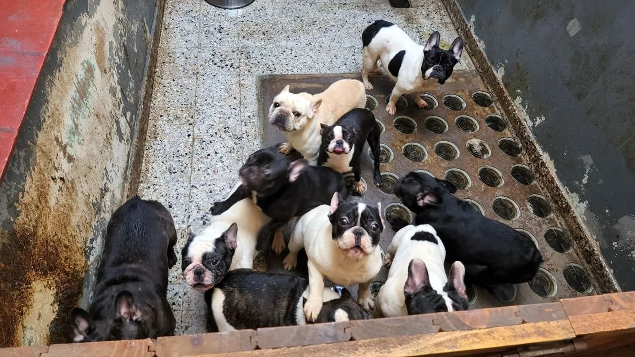 Allanaron un criadero clandestino y rescataron a 26 perros en Villa Crespo
