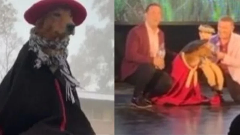 Preguntale, el perro gaucho que actuó en una obra de teatro. Videos virales en redes sociales. Videos de perros.