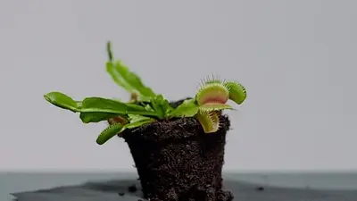 Plantas en peligro de extinción Plantas en peligro de extinción