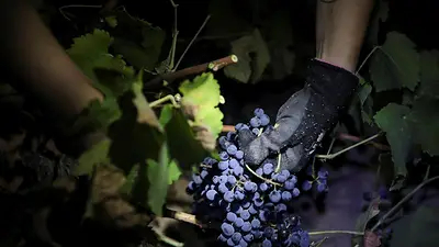 Las olas de calor obligan a adelantar la vendimia en España y a recolectar la uva de noche Las olas de calor obligan a adelantar la vendimia en España y a recolectar la uva de noche