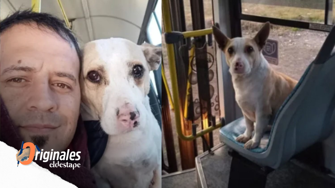 "Corcho", el perro furor en TikTok.