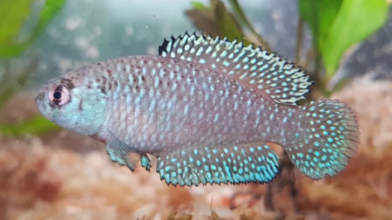 El animal que no se conocía de colores únicos y que ahora lleva el nombre de un pueblo originario