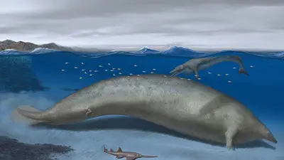 Una antigua ballena de Perú podría ser el animal más grande de la Tierra Una antigua ballena de Perú podría ser el animal más grande de la Tierra