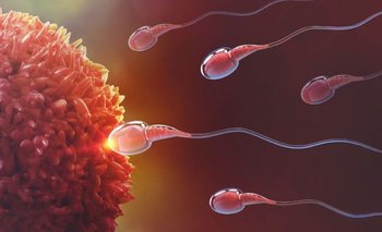 Por primera vez logran ver el desarrollo temprano de un embrión humano | Tecnología