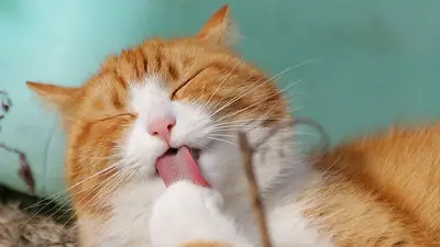 Gato Gato