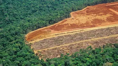 Sin Bolsonaro, la deforestación en Brasil cayó a un récord histórico Sin Bolsonaro, la deforestación en Brasil cayó a un récord histórico