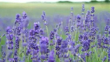 Por qué la lavanda ayuda a combatir el estrés: los beneficios de esta planta