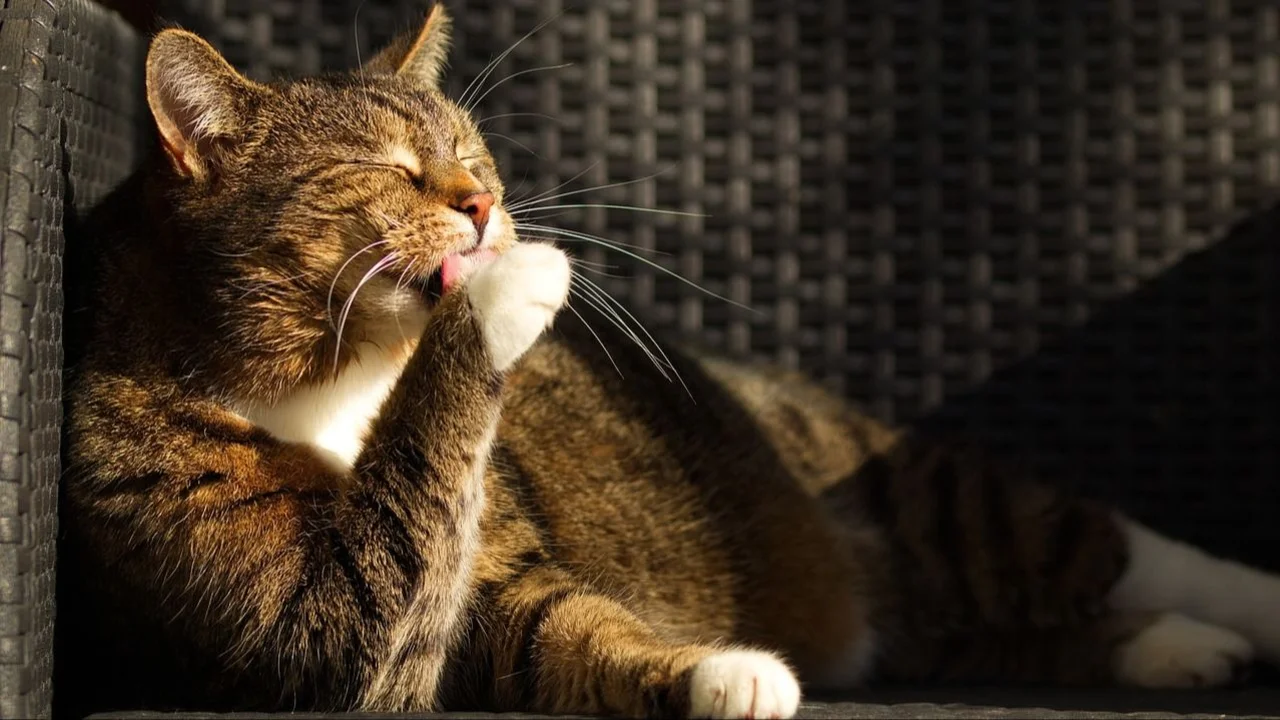 Gatos