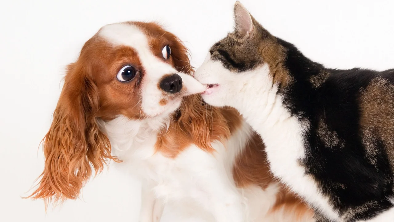 Perros y gatos