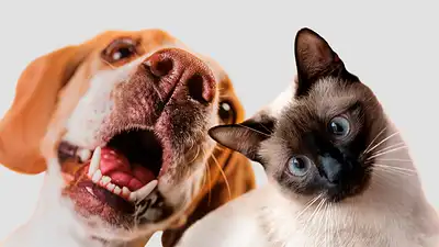 Cómo lograr que mi perro y mi gato se lleven bien. Signos de que mi perro se lleva bien con mi gato. Cómo presentar a un gato y un perro. Cómo lograr que mi perro y mi gato se lleven bien. Signos de que mi perro se lleva bien con mi gato. Cómo presentar a un gato y un perro.