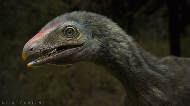Descubren una pieza que ilumina el rompecabezas de los reptiles voladores