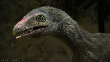 Descubren una pieza que ilumina el rompecabezas de los reptiles voladores