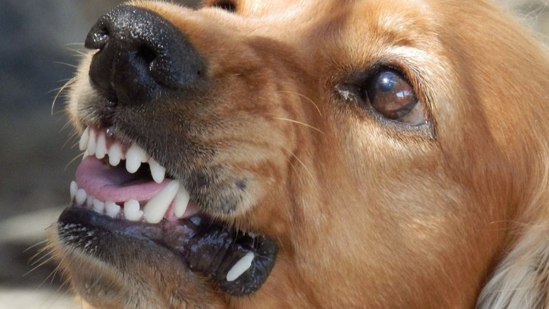 Mordedura de perro