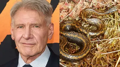 Harrison Ford Harrison Ford