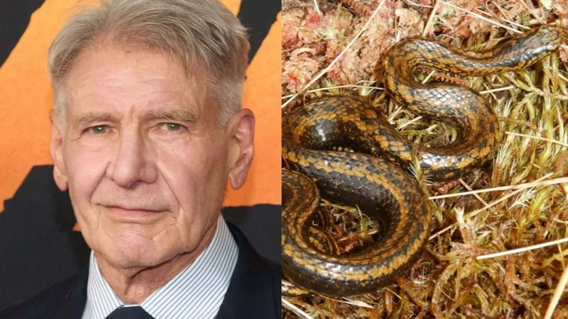 Harrison Ford